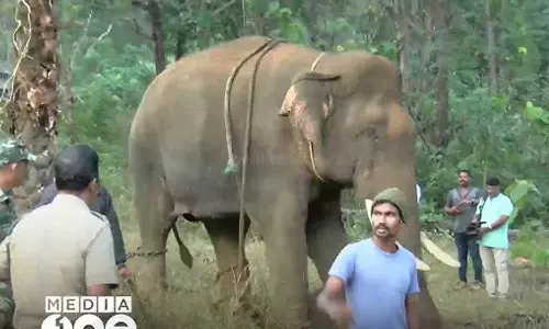 അതിരപ്പിള്ളിയിൽ മസ്തകത്തിൽ പരിക്കേറ്റ ആനയെ ചികിത്സിക്കുന്നതിനുള്ള ദൗത്യം തുടരും