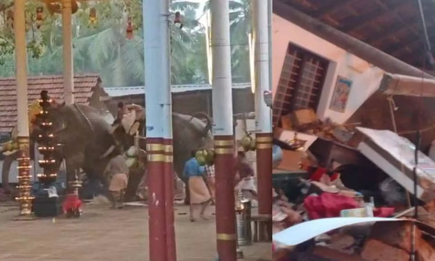 കൊയിലാണ്ടിയിൽ ആന ഇടഞ്ഞ സംഭവം: ഗുരുവായൂർ പീതാംബരന്റെ രക്തസാമ്പിൾ രാസപരിശോധനയ്ക്ക് അയച്ചു