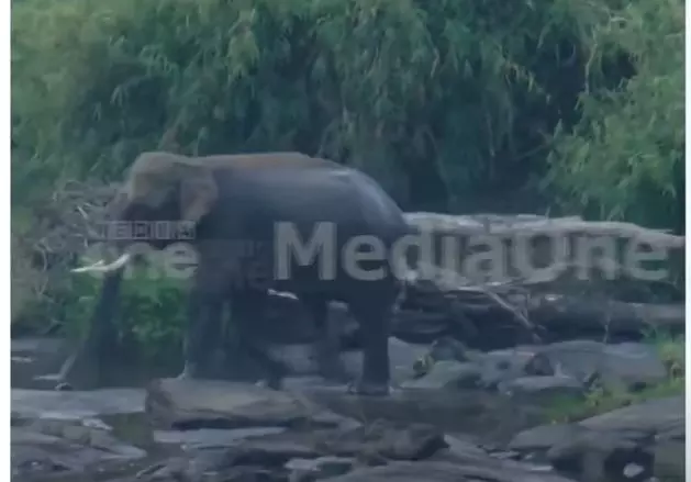 injured elephant