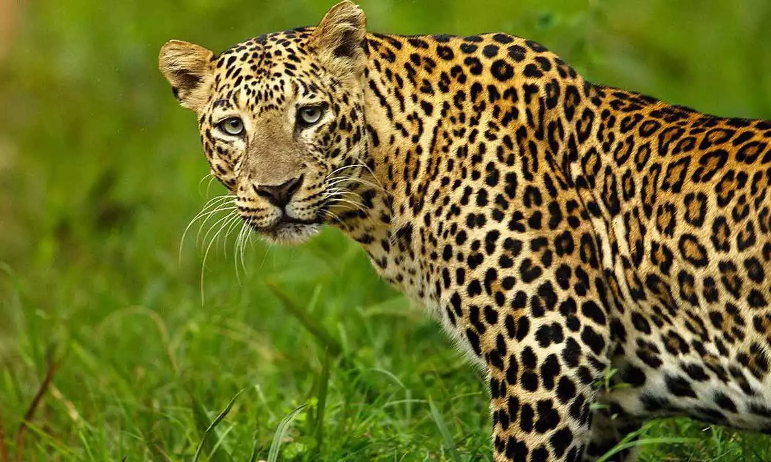 പാലക്കാട് നെല്ലിയാമ്പതിയിൽ പുലി കിണറ്റിൽ വീണു പാലക്കാട് നെല്ലിയാമ്പതിയിൽ പുലി കിണറ്റിൽ വീണു