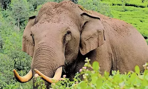 സംസ്ഥാനത്ത് വീണ്ടും കാട്ടാനക്കൊല; തൃശൂരിൽ 60കാരൻ കൊല്ലപ്പെട്ടു