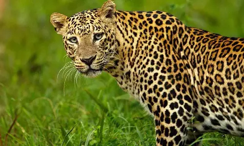 പാലക്കാട് നെല്ലിയാമ്പതിയിൽ പുലി കിണറ്റിൽ വീണു