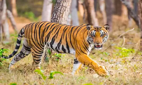 കടുവാ സാന്നിധ്യം സ്ഥിരീകരിച്ച വയനാട് തലപ്പുഴയിൽ ഇന്ന് വനം വകുപ്പിന്റെ മെഗാ തെരച്ചിൽ