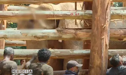 അതിരപ്പിള്ളിയിൽ മസ്തകത്തിന് പരിക്കേറ്റ കാട്ടുകൊമ്പന് കോടനാട് അഭയാരണ്യത്തിൽ ചികിത്സ തുടങ്ങി അതിരപ്പിള്ളിയിൽ മസ്തകത്തിന് പരിക്കേറ്റ കാട്ടുകൊമ്പന് കോടനാട് അഭയാരണ്യത്തിൽ ചികിത്സ തുടങ്ങി