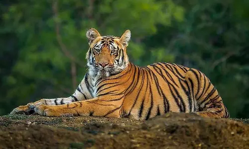 ഇടുക്കി ഗ്രാമ്പിയിലെ കടുവയെ മയക്കുവെടി വെക്കും