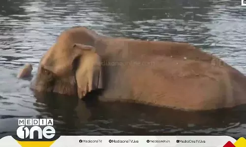 മസ്തകത്തിൽ മുറിവേറ്റ് ചികിത്സയിലായിരുന്ന കുട്ടിക്കൊമ്പൻ ചരിഞ്ഞു