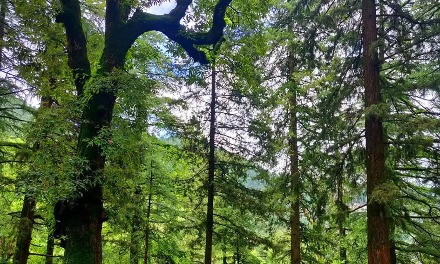 ആഡംബരവസ്തുക്കൾ വാങ്ങാൻ വനസംരക്ഷണത്തിനുള്ള ഫണ്ട്; ഉത്തരാഖണ്ഡിൽ വൻ സാമ്പത്തിക ക്രമക്കേടുകൾ കണ്ടെത്തി സിഎജി