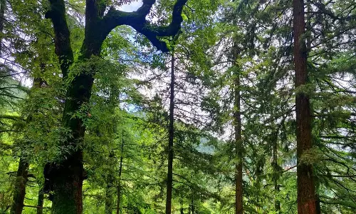 ആഡംബരവസ്തുക്കൾ വാങ്ങാൻ വനസംരക്ഷണത്തിനുള്ള ഫണ്ട്; ഉത്തരാഖണ്ഡിൽ വൻ സാമ്പത്തിക ക്രമക്കേടുകൾ കണ്ടെത്തി സിഎജി