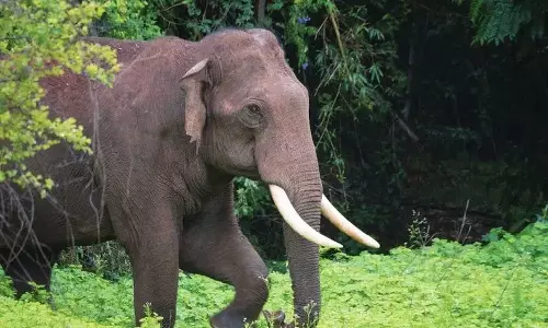കാട്ടാനയെ കണ്ട് ഭയന്നോടിയ സ്ത്രീക്ക് വീണ് പരിക്ക്