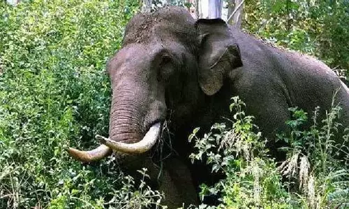 കണ്ണൂർ ആറളത്ത് ദമ്പതികളെ കാട്ടാന ചവിട്ടിക്കൊന്നു