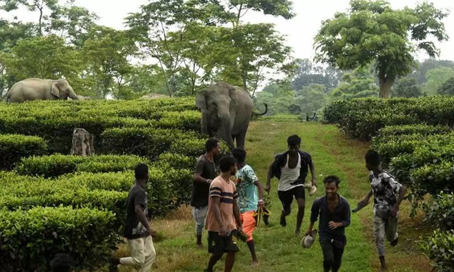 മനുഷ്യ വന്യജീവി സംഘർഷം: ഉന്നതതല യോഗം വിളിച്ച് മുഖ്യമന്ത്രി