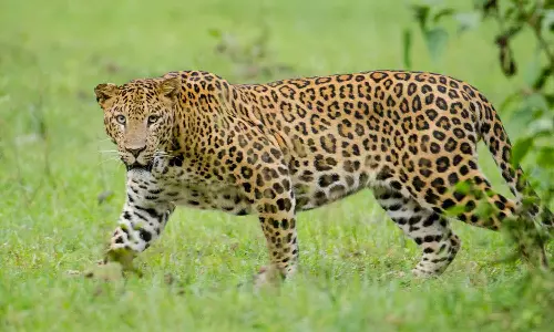 കാസർകോട് കൊളത്തൂരിൽ പുലി കൂട്ടിൽ; കുടുങ്ങിയത് രണ്ടാഴ്ച മുൻപ് രക്ഷപ്പെട്ട പുലി