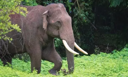 കാട്ടാന ആക്രമണത്തിൽ ദമ്പതികൾ കൊല്ലപ്പെട്ട സംഭവം; വനംമന്ത്രിയുടെ അധ്യക്ഷതയിൽ ഇന്ന് സർവകക്ഷി യോഗം