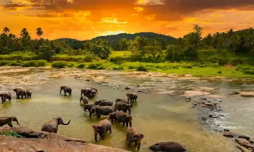 വന്യജീവി ആക്രമണം: ഭീതിയിൽ മലയോര മേഖല