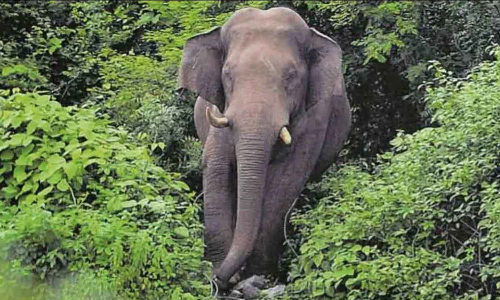 കാട്ടാന ആക്രമണം; വനംവകുപ്പ് വാച്ചർക്ക് ഗുരുതര പരിക്ക്