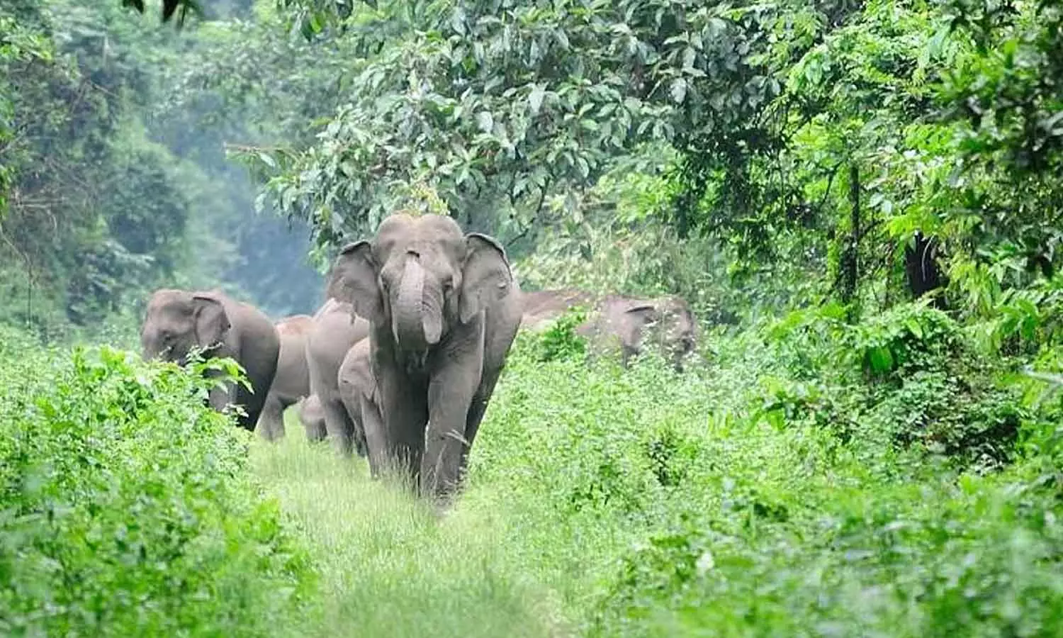 ആറളം ഫാമിൽ വീണ്ടും കാട്ടാന ആക്രമണം; ദമ്പതികൾ രക്ഷപ്പെട്ടത് തലനാരിഴക്ക്