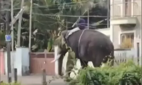 elephant turn violent