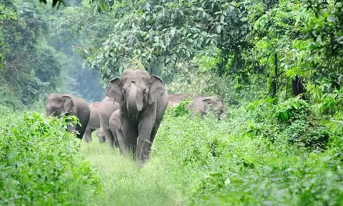 ആറളം ഫാമിൽ വീണ്ടും കാട്ടാന ആക്രമണം; ദമ്പതികൾ രക്ഷപ്പെട്ടത് തലനാരിഴക്ക്