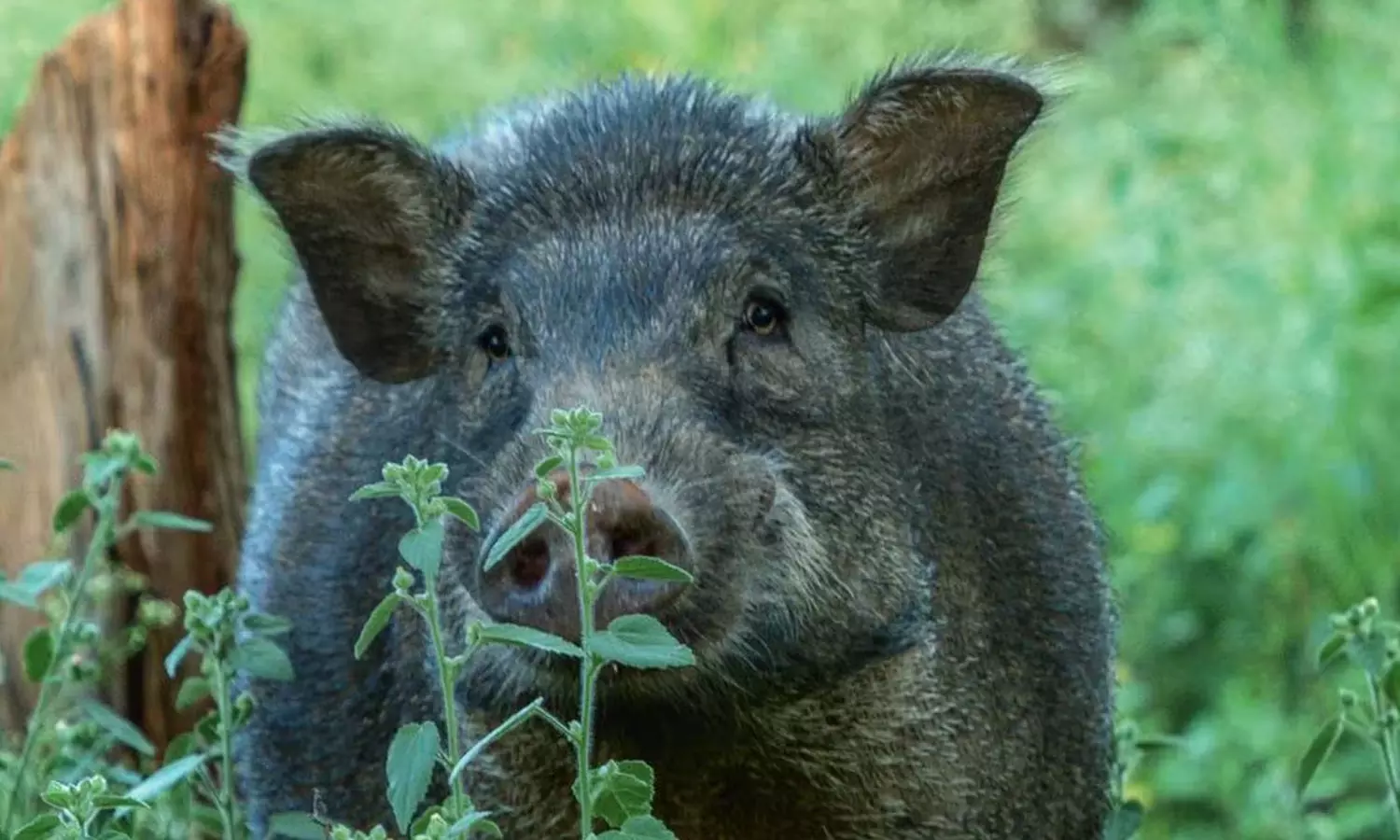 കാട്ടുപന്നിയുടെ ആക്രമണം; കണ്ണൂരില് കര്ഷകന് ദാരുണാന്ത്യം കാട്ടുപന്നിയുടെ ആക്രമണം; കണ്ണൂരില് കര്ഷകന് ദാരുണാന്ത്യം