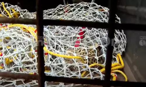 മേപ്പാടിയിൽ കെണിയിൽ കുടുങ്ങിയ പുലിയെ മയക്കുവെടി വെച്ച് വലയിലാക്കി