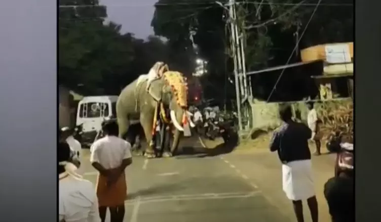 elephant violent elephant violent