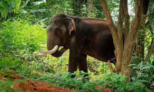 elephant ,Kothamangalam,latest malayalam news,kerala