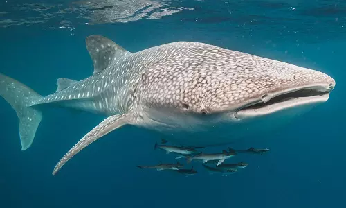whale shark