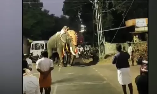 elephant violent elephant violent