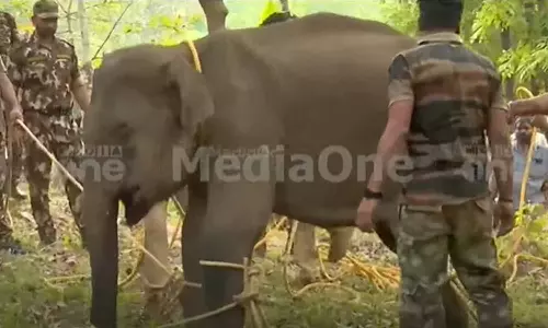 കണ്ണൂരിലെ ജനവാസ മേഖലയിലിറങ്ങിയ കാട്ടാനയെ മയക്കുവെടി വെച്ച് പിടികൂടി