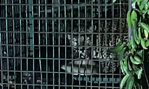 മഞ്ചേരിയിൽ ഏഴ് ആടുകളെ കൊന്ന പുലി കൂട്ടിലായി