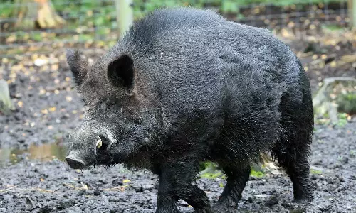 കാട്ടുപന്നിയെ വെടിവെച്ച് കൊന്നാൽ 1500 രൂപ; സംസ്കരിച്ചാൽ 2000 രൂപ: ഹോണറേറിയം വർദ്ധിപ്പിച്ച് സർക്കാർ