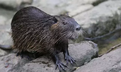 Why US officials are urging Americans to eat some giant rats and wild pigs