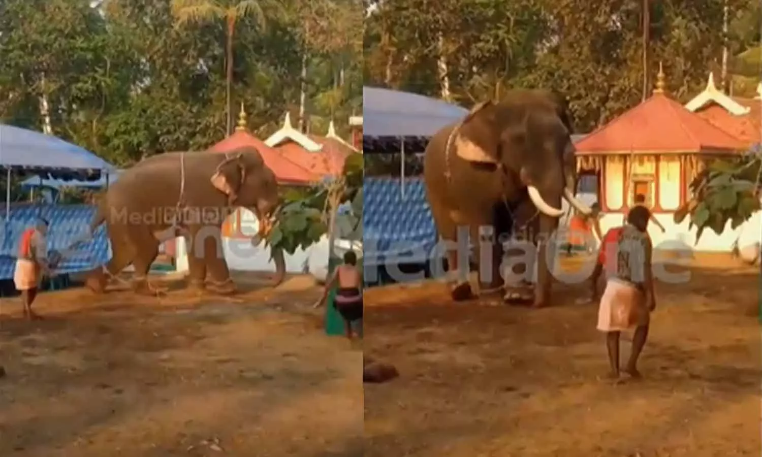 തൃശൂരിൽ ഉത്സവത്തിനെത്തിച്ച ആന ഇടഞ്ഞു, തളച്ചത് മണിക്കൂറുകൾ നീണ്ട പരിശ്രമത്തിനൊടുവിൽ