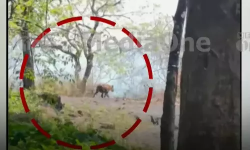 മലപ്പുറം കരുവാരക്കുണ്ടിൽ കടുവയിറങ്ങി