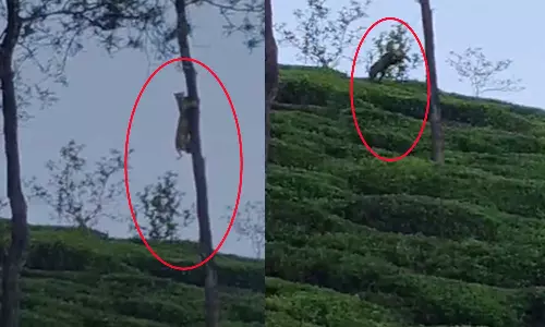 Wayanad,leopard,kerala,latest malayalam news,പുലി,വയനാട്,വനംവകുപ്പ്