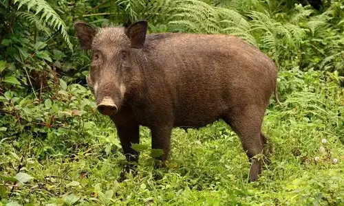 Kunnamkulam,wild boars,kerala,കാട്ടുപന്നി ആക്രമണം