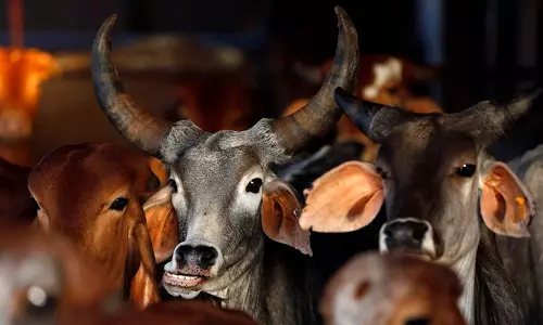 Hindutva Outfit Leader Arrested for Takes Quatation to frame muslim man in cow slaughter case