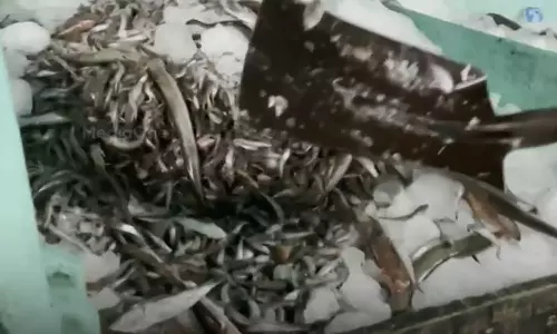 തൃശൂരിൽ കുഞ്ഞൻ മത്സ്യവേട്ട നടത്തിയ ബോട്ട് പിടിച്ചെടുത്തു