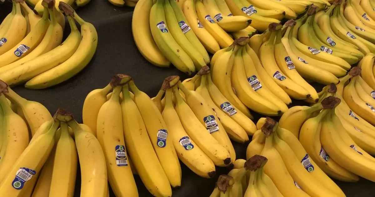 Slight increase in banana imports from India to Saudi Arabia
