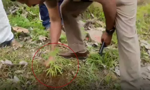 Cannabis plant found on the banks of Meenachil River in Poonjar