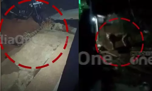 ഇടുക്കി വണ്ടിപ്പെരിയാറിന് സമീപം വീണ്ടും കടുവയിറങ്ങി; പശുവിനെയും നായയെയും കടിച്ച് കൊന്നു