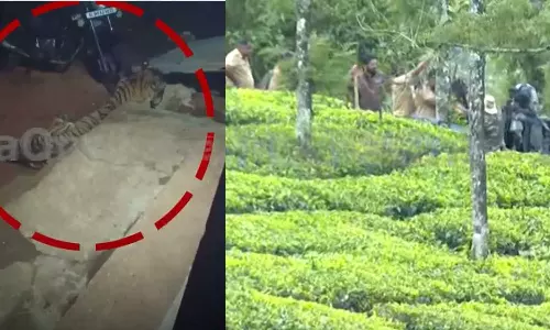 വണ്ടിപ്പെരിയാറില്‍ ഗ്രാമ്പിയിലിറങ്ങിയ കടുവയെ മയക്കുവെടി വെച്ചു