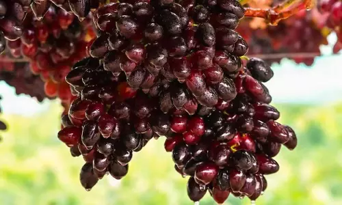 മുന്തിരി ഉല്പാദനത്തിൽ 66 ശതമാനത്തിന്റെ സ്വയം പര്യാപ്തത നേടി സൗദി അറേബ്യ