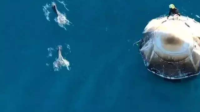 Dolphins welcome Sunita Williams Dolphins welcome Sunita Williams