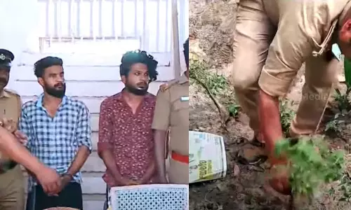 കൊല്ലത്ത് വീട്ടുവളപ്പില്‍ പച്ചക്കറികള്‍ക്കൊപ്പം കഞ്ചാവ് കൃഷിയും; രണ്ടുപേര്‍ അറസ്റ്റില്‍