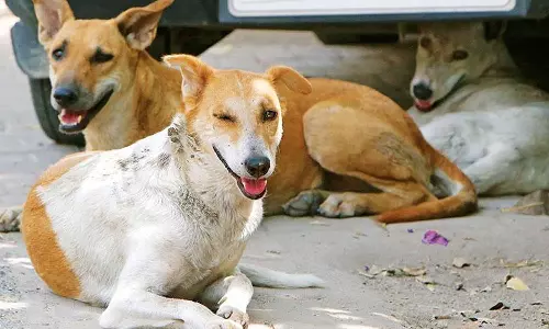 Kannur,stray dogsattack,kerala,latest malayalam news,കണ്ണൂര്‍ തെരുവ്നായ ആക്രമണം,ചക്കരക്കല്ല്