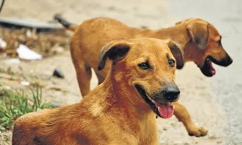 Kannur,kerala,Stray dogattack,latest malayalam news,കണ്ണൂര്‍,തെരുവ്നായ ആക്രമണം