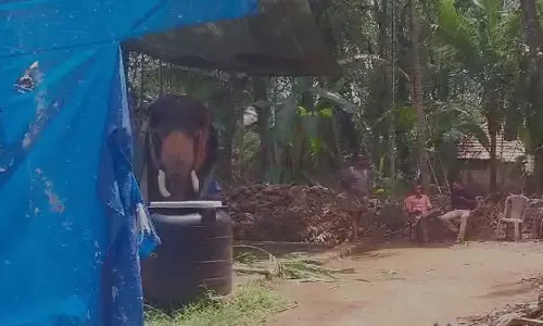 അനുമതിയില്ലാതെ എഴുന്നള്ളിച്ചു; കോഴിക്കോട് ആനയെ കസ്റ്റഡിയിലെടുത്ത് വനം വകുപ്പ്