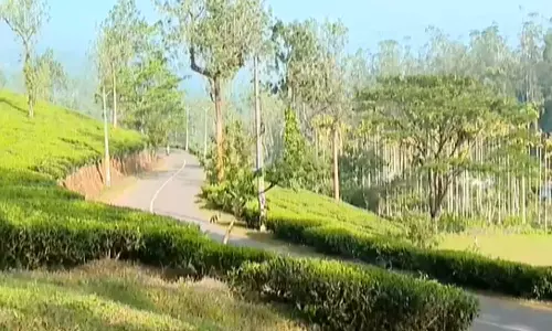 മുണ്ടക്കൈ-ചൂരൽമല പുനരധിവാസം: എൽസ്റ്റൺ എസ്റ്റേറ്റിലെ തൊഴിലാളികൾക്ക് ആറുകോടി സമാശ്വാസ ധനസഹായം