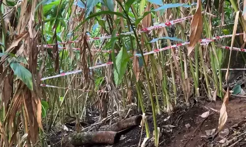 ഇടുക്കി ഖജനാപ്പാറയിൽ ഏലത്തോട്ടത്തിൽ നിന്ന് നവജാത ശിശുവിന്റെ മൃതദേഹഭാഗങ്ങൾ കണ്ടെത്തി